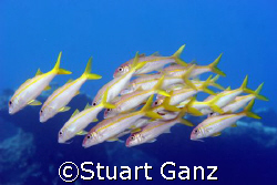 School of goat fish swimming taken at Sharks's cove on Oa... by Stuart Ganz 